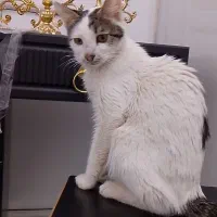 گربه بغلی رایگان