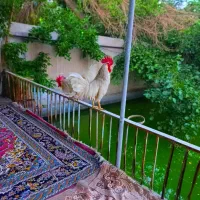 خروس