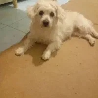 یک عدد سگ ماده گم شده|حیوانات|کرمانشاه, |دیوار