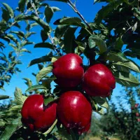 انواع نهال سیب و میوه