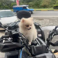 پامرین نر ۲.۵ساله