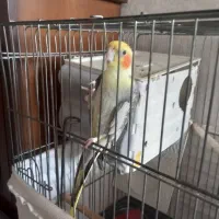 عروس هلندی نر