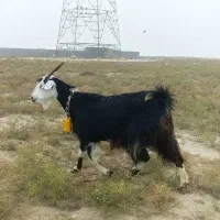 بز آبستن سنگین + بزغاله چاق پاکستانی|حیوانات مزرعه|گنبد کاووس, |دیوار