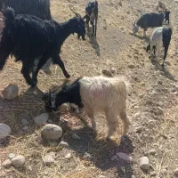 کهره نر