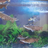 حراج ماهی|ماهی|قیامدشت - خاورشهر, |دیوار