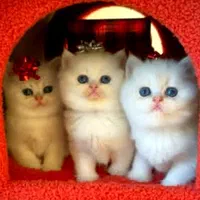 حر ا ج دهکده گربه های اصیل و با کیفیت مینیاتوری