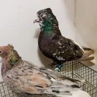 کبوتر هفترنگ دم سفید جفت|پرنده|مشهد, انقلاب|دیوار