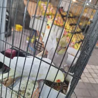 جوجه عروس هلندی|پرنده|لاهیجان, لاشیدان|دیوار