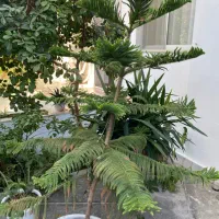 گیاه به تعداد، فروش به علت جا به جایی