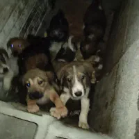 واگذاری توله سگ