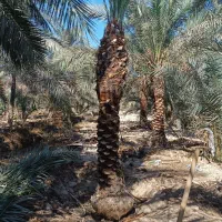 خرید فروش انواع نخل|خدمات باغبانی و درختکاری|شادگان, |دیوار