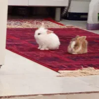 حیوان خانگی اهلی باهوش