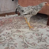 جوجه