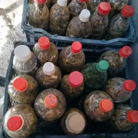 خیارشور با کیفیت