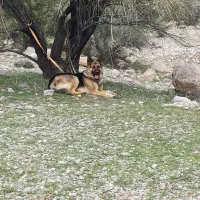 سگ ژرمن ورک کلاسیک