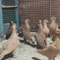 کبوتر سرخ و زرد خارجی
