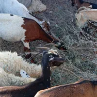 بز نزار چاق بره کهره چاق گوسفند|حیوانات مزرعه|بندرعباس, |دیوار