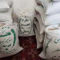 برنج آستانه طارم هاشمی فجر عنبربو