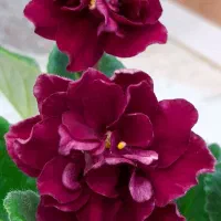 بنفشه های آفریقایی جوان وزیبا