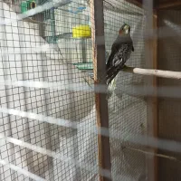 یک عدد عروس هلندی گلباقالی نر تازه بالغ