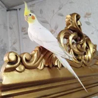 عروس هلندی سخنگو