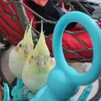 عروس هلندی گم شده نجفشهر