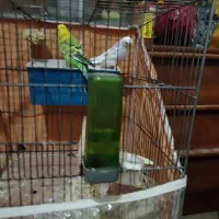 مرغ عشق|پرنده|شیراز, پودنک|دیوار