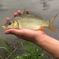 بچه ماهی کپور قزل کوی آمور