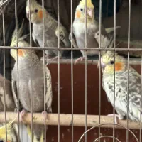 عروس هلندی|پرنده|اسلام‌شهر, شهرک قائمیه|دیوار