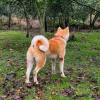 فروش آکیتا ژاپنی|سگ|چابکسر, |دیوار