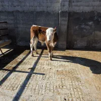 گوساله سیمینتال|حیوانات مزرعه|پل سفید, |دیوار