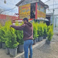 گل چهار فصل گلدار درخت چهار فصل میوه دار سبز