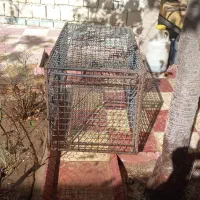 قفس طوری سنگین از آرماتور و طور فلزی|لوازم جانبی حیوانات|میاندوآب, |دیوار