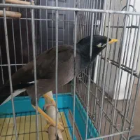 مرغ مینا سخنگو|پرنده|پردیس, فاز ۱|دیوار