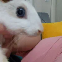 واگذاری خرگوش خانگی|موش و خرگوش|تبریز, |دیوار