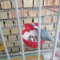 کبوتر الماسی زینتی ریز جثه تزئینی|پرنده|نی‌ریز, |دیوار