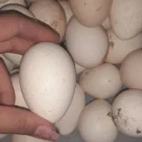 تخم بو قلمون تازه|حیوانات مزرعه|مشگین شهر, |دیوار