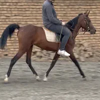 فروش اسب مادیان دره شور ، مادیون