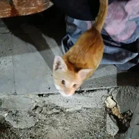 گربه پیدا شده