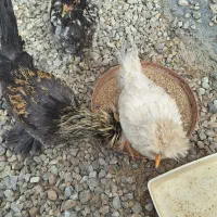 فروش جوجه|پرنده|سمیرم, |دیوار