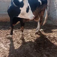 دوعددگاوشیری باگوساله نر