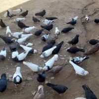 کبوتر