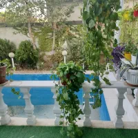 گیاه پتوس سالم وشاداب|گل و گیاه طبیعی|رامجین, |دیوار