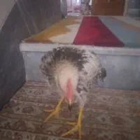 جوجه|حیوانات مزرعه|قم, نیروگاه|دیوار