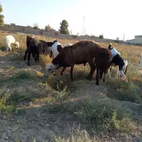 قوچ افشاری|حیوانات مزرعه|جزنیک, |دیوار