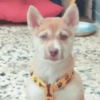 واگذاری حیون فیندو پاکوتا