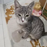 واگذاری گربه|گربه|بابل, |دیوار