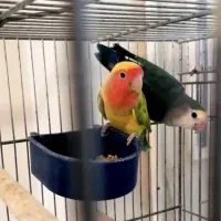 طوطی برزیلی مولد چند ساله وارداتی|پرنده|کرج, عظیمیه|دیوار