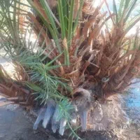 انواع پاجوش نخل ونهال مرکبات