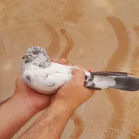 کله ای دمسیاه پرشی|پرنده|فلاورجان, |دیوار